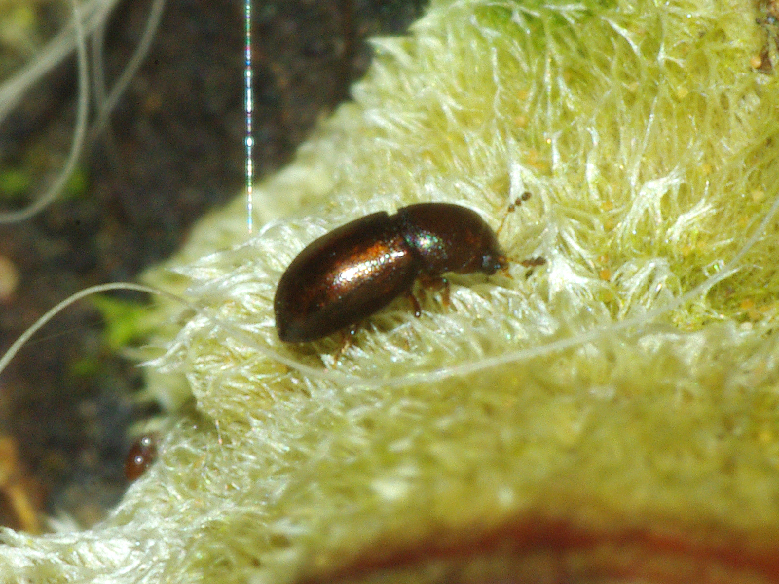 Backyard Biology Insects (Coleoptera Beetles)